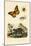 Butterfly, 1833-39-null-Mounted Giclee Print