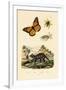 Butterfly, 1833-39-null-Framed Giclee Print