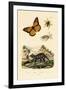 Butterfly, 1833-39-null-Framed Giclee Print