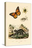 Butterfly, 1833-39-null-Stretched Canvas