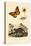 Butterfly, 1833-39-null-Stretched Canvas