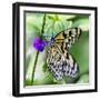 Butterfly 1-Janet Slater-Framed Photographic Print