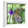 Butterfly 1-Janet Slater-Framed Photographic Print