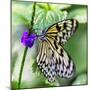 Butterfly 1-Janet Slater-Mounted Photographic Print