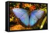 Butterfly 20-Robert Goldwitz-Framed Stretched Canvas