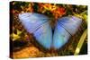 Butterfly 20-Robert Goldwitz-Stretched Canvas