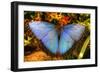 Butterfly 20-Robert Goldwitz-Framed Photographic Print