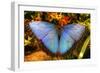 Butterfly 20-Robert Goldwitz-Framed Photographic Print