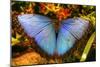 Butterfly 20-Robert Goldwitz-Mounted Photographic Print