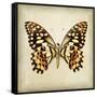 Butterfly 6-Amy Melious-Framed Stretched Canvas