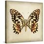 Butterfly 6-Amy Melious-Stretched Canvas