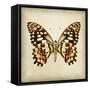 Butterfly 6-Amy Melious-Framed Stretched Canvas