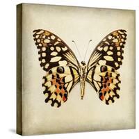 Butterfly 6-Amy Melious-Stretched Canvas