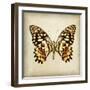 Butterfly 6-Amy Melious-Framed Art Print