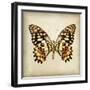 Butterfly 6-Amy Melious-Framed Art Print