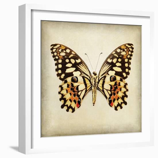 Butterfly 6-Amy Melious-Framed Art Print