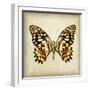 Butterfly 6-Amy Melious-Framed Art Print