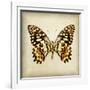 Butterfly 6-Amy Melious-Framed Art Print