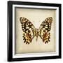 Butterfly 6-Amy Melious-Framed Art Print