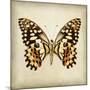 Butterfly 6-Amy Melious-Mounted Art Print