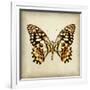 Butterfly 6-Amy Melious-Framed Art Print