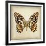 Butterfly 6-Amy Melious-Framed Art Print