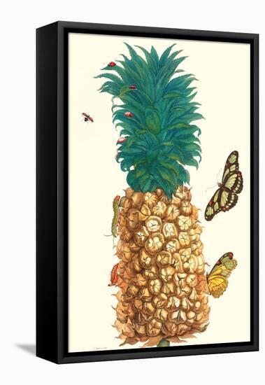 Butterfly and Beetle on a Pineapple-Maria Sibylla Merian-Framed Stretched Canvas