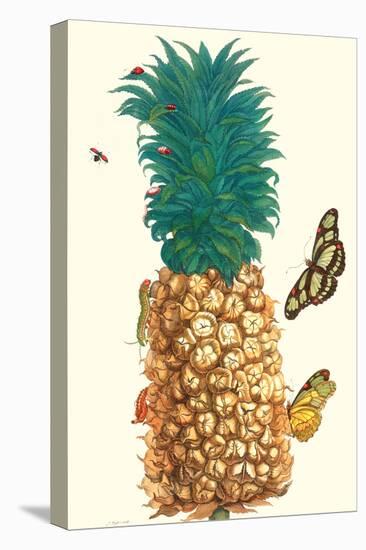 Butterfly and Beetle on a Pineapple-Maria Sibylla Merian-Stretched Canvas