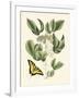 Butterfly and Botanical II-Mark Catesby-Framed Art Print