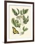 Butterfly and Botanical II-Mark Catesby-Framed Art Print