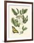 Butterfly and Botanical II-Mark Catesby-Framed Art Print