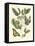 Butterfly and Botanical II-Mark Catesby-Framed Stretched Canvas