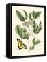 Butterfly and Botanical II-Mark Catesby-Framed Stretched Canvas