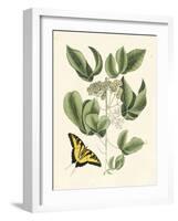 Butterfly and Botanical II-Mark Catesby-Framed Art Print