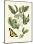 Butterfly and Botanical II-Mark Catesby-Mounted Art Print