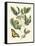 Butterfly and Botanical II-Mark Catesby-Framed Stretched Canvas