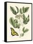 Butterfly and Botanical II-Mark Catesby-Framed Stretched Canvas