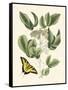 Butterfly and Botanical II-Mark Catesby-Framed Stretched Canvas