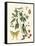 Butterfly and Botanical III-Mark Catesby-Framed Stretched Canvas