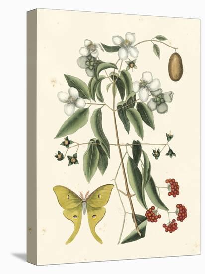 Butterfly and Botanical III-Mark Catesby-Stretched Canvas