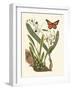 Butterfly and Botanical IV-Mark Catesby-Framed Art Print