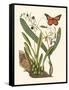 Butterfly and Botanical IV-Mark Catesby-Framed Stretched Canvas