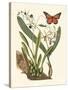 Butterfly and Botanical IV-Mark Catesby-Stretched Canvas