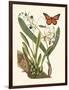 Butterfly and Botanical IV-Mark Catesby-Framed Art Print