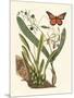 Butterfly and Botanical IV-Mark Catesby-Mounted Art Print