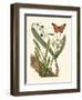 Butterfly and Botanical IV-Mark Catesby-Framed Art Print