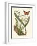 Butterfly and Botanical IV-Mark Catesby-Framed Art Print