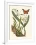 Butterfly and Botanical IV-Mark Catesby-Framed Art Print