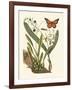 Butterfly and Botanical IV-Mark Catesby-Framed Art Print