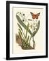 Butterfly and Botanical IV-Mark Catesby-Framed Art Print